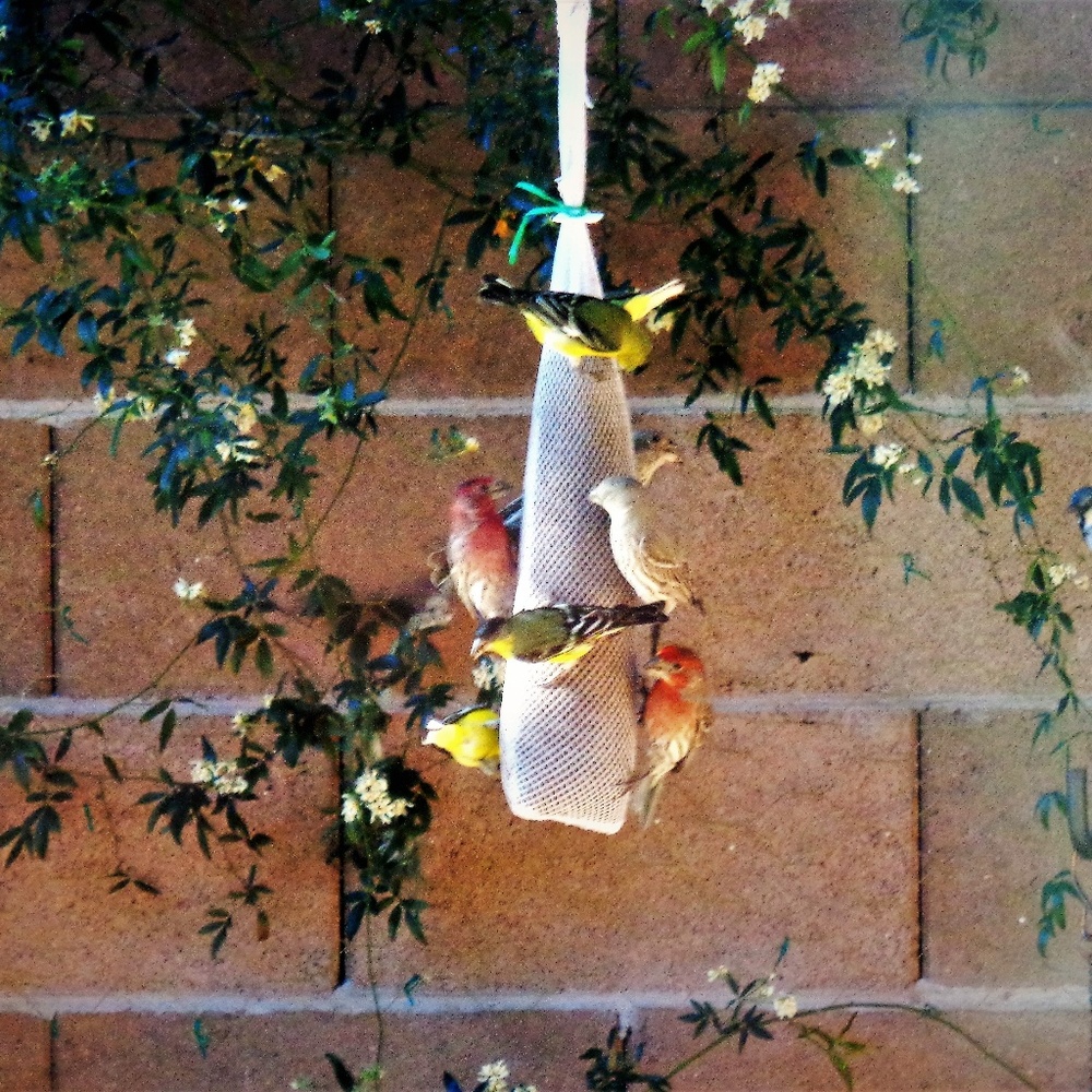 Meet your Posher, Robin
